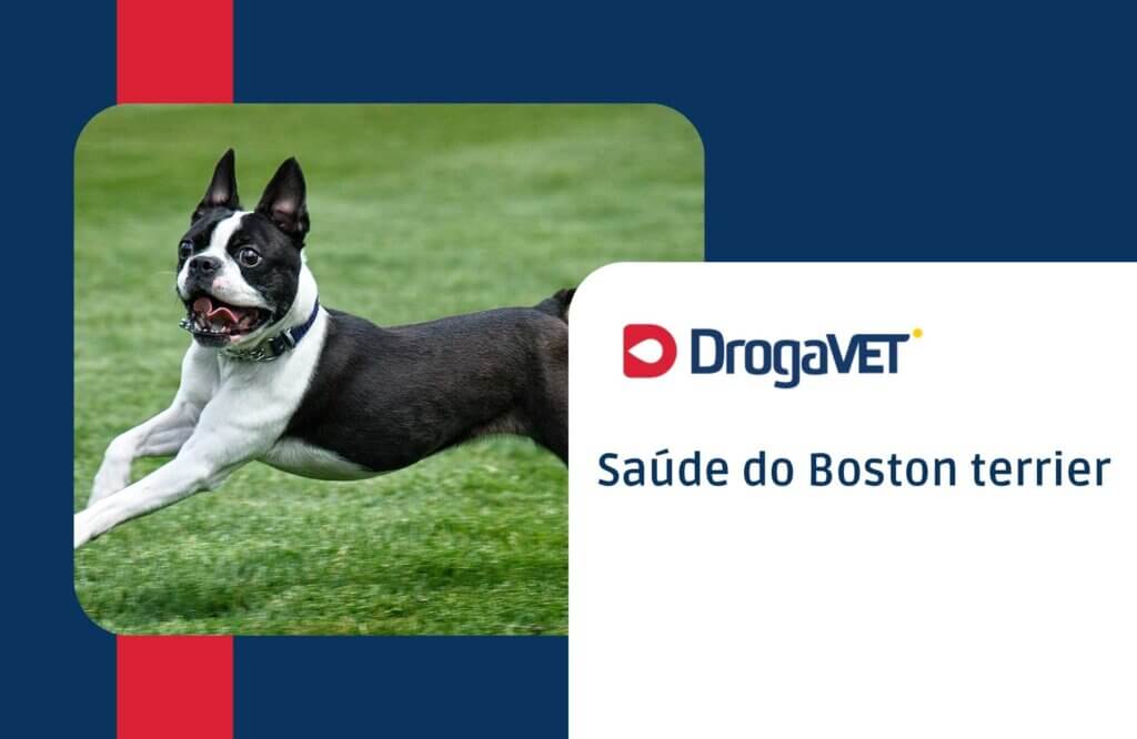 Saúde do Boston terrier Saúde do Boston terrier