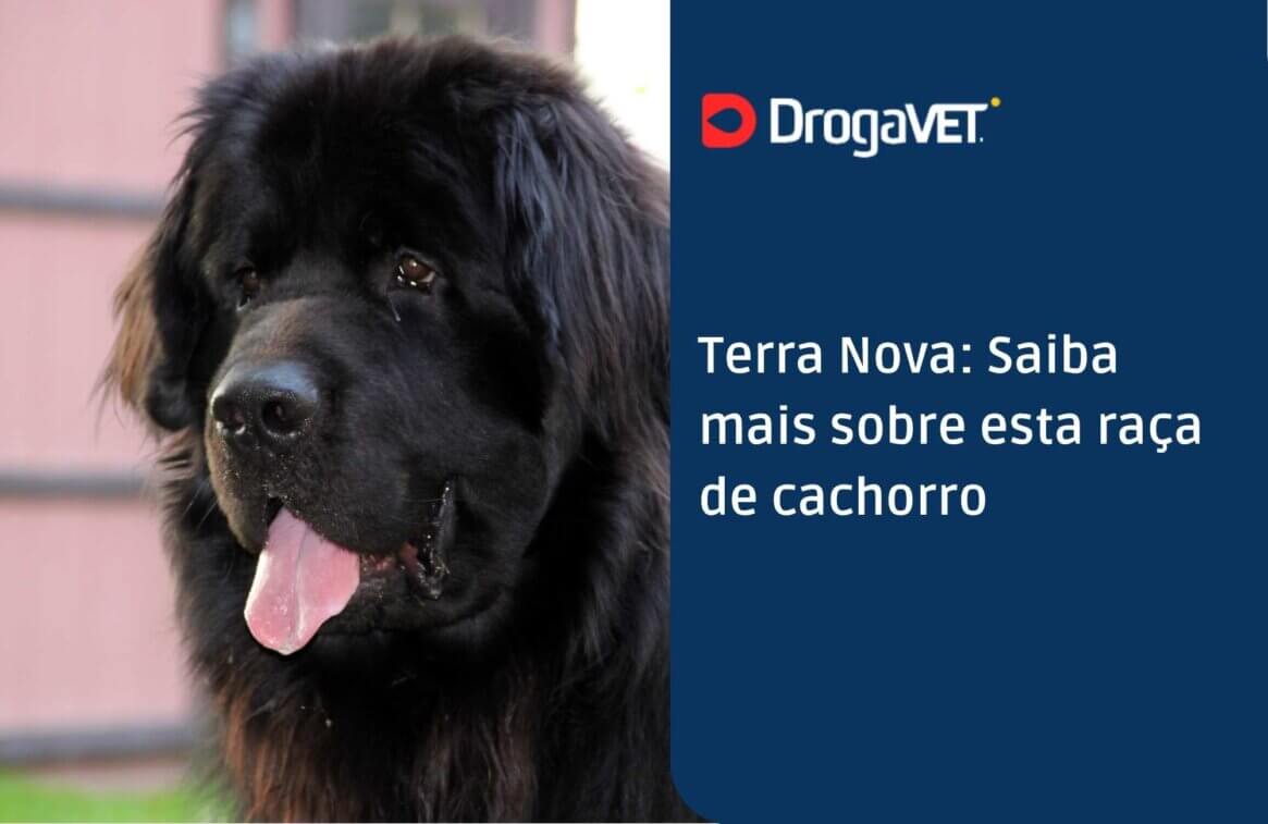Terra Nova Saiba mais sobre esta raça de cachorro
