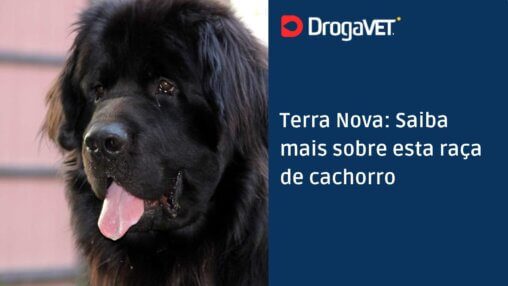 Terra Nova Saiba mais sobre esta raça de cachorro