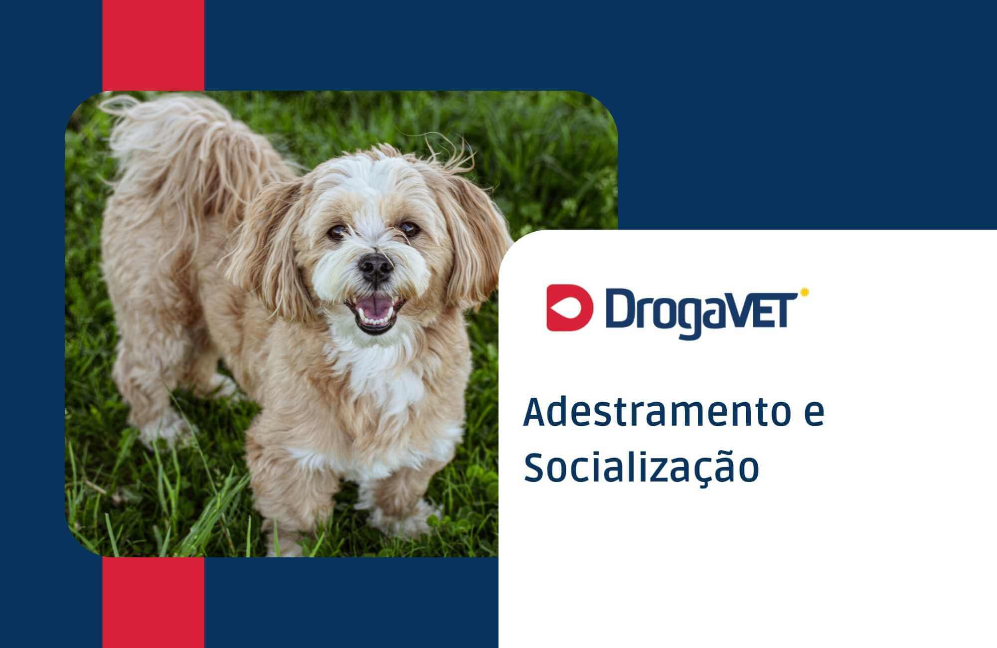 Adestramento e Socialização Adestramento e Socialização
