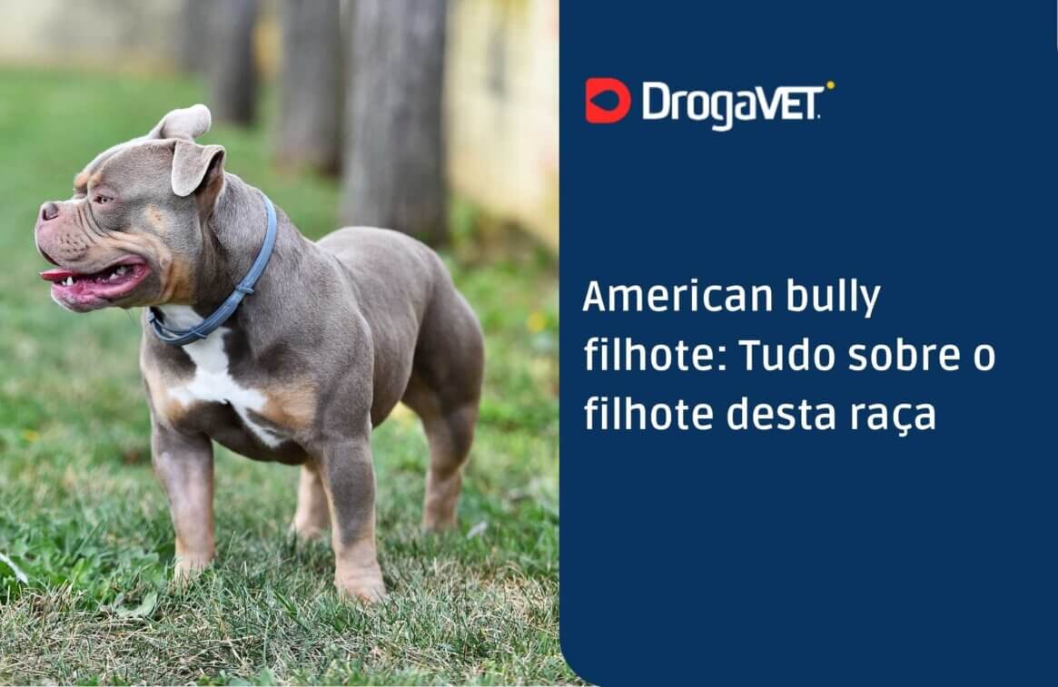 American bully filhote Tudo sobre o filhote desta raça