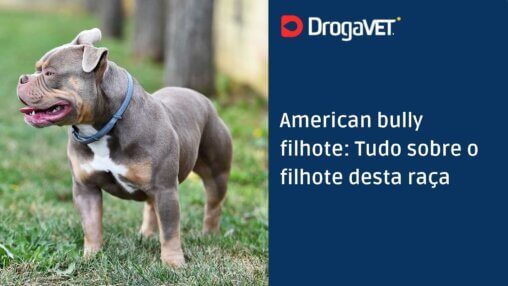 American bully filhote Tudo sobre o filhote desta raça