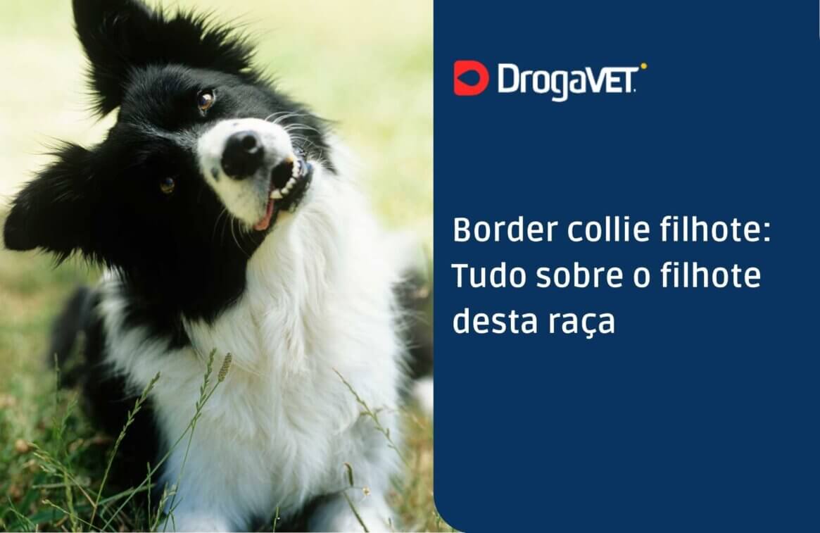 Border collie filhote Tudo sobre o filhote desta raça