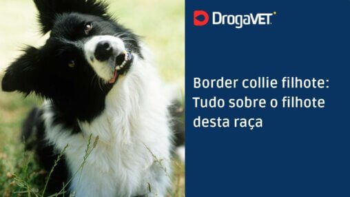 Border collie filhote Tudo sobre o filhote desta raça