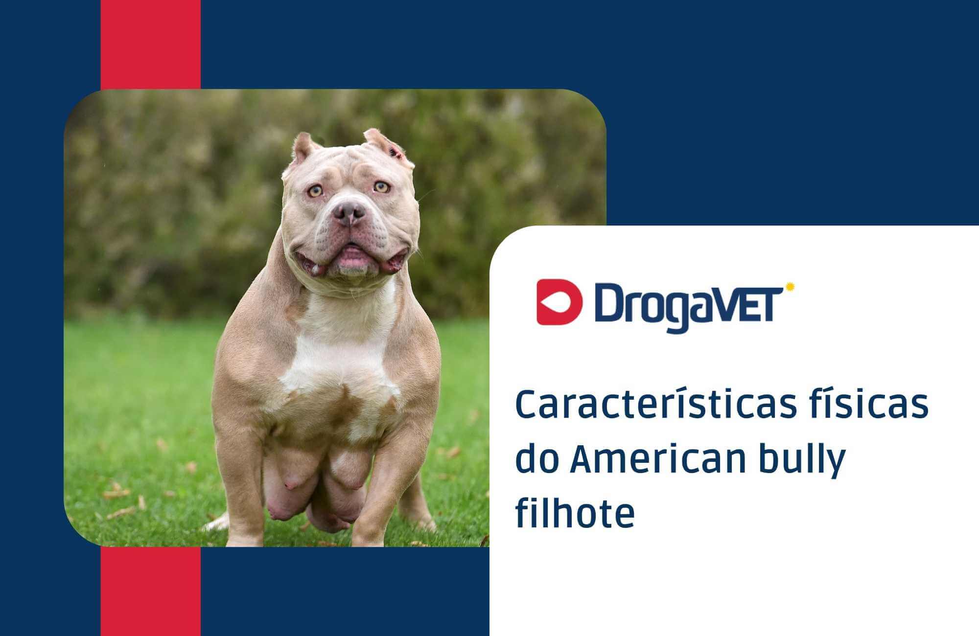 Características físicas do American bully filhote Características físicas do American bully filhote