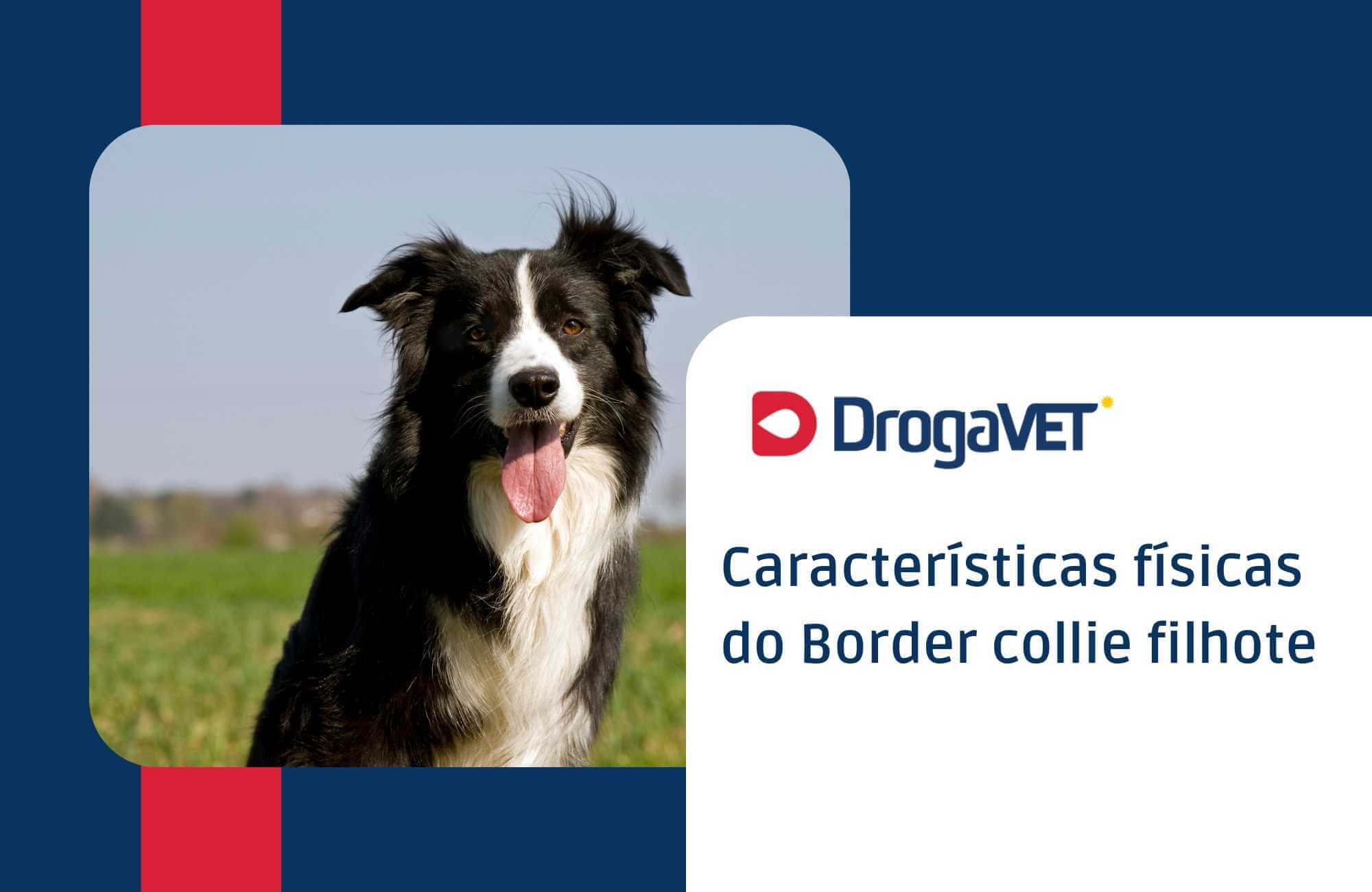 Características físicas do Border collie filhote
