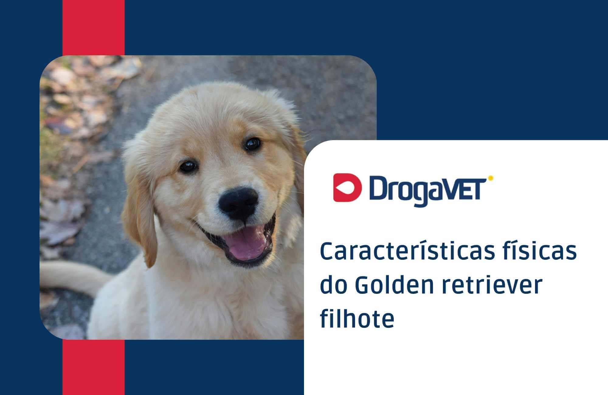 Características físicas do Golden retriever filhote Características físicas do Golden retriever filhote