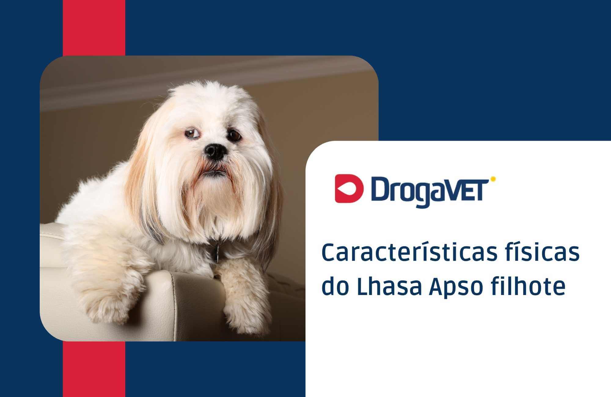 Características físicas do Lhasa Apso filhote Características físicas do Lhasa Apso filhote
