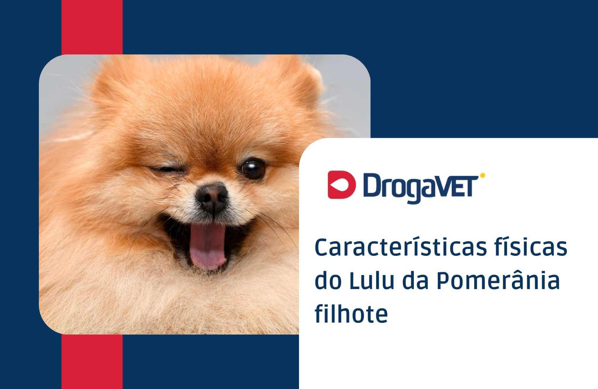 Características físicas do Lulu da Pomerânia filhote Características físicas do Lulu da Pomerânia filhote