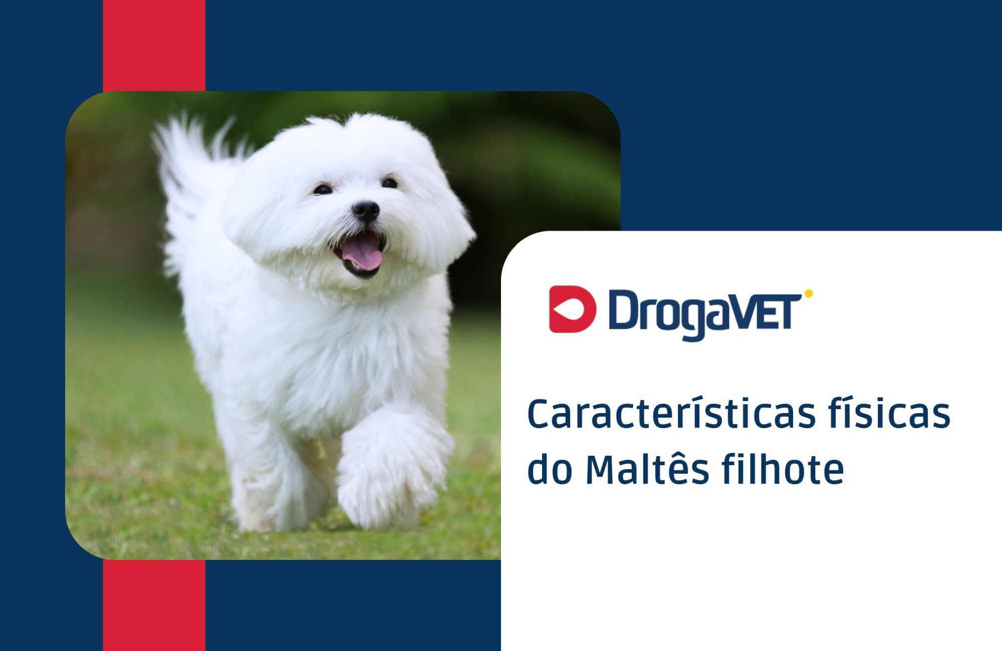 Características físicas do Maltês filhote Características físicas do Maltês filhote