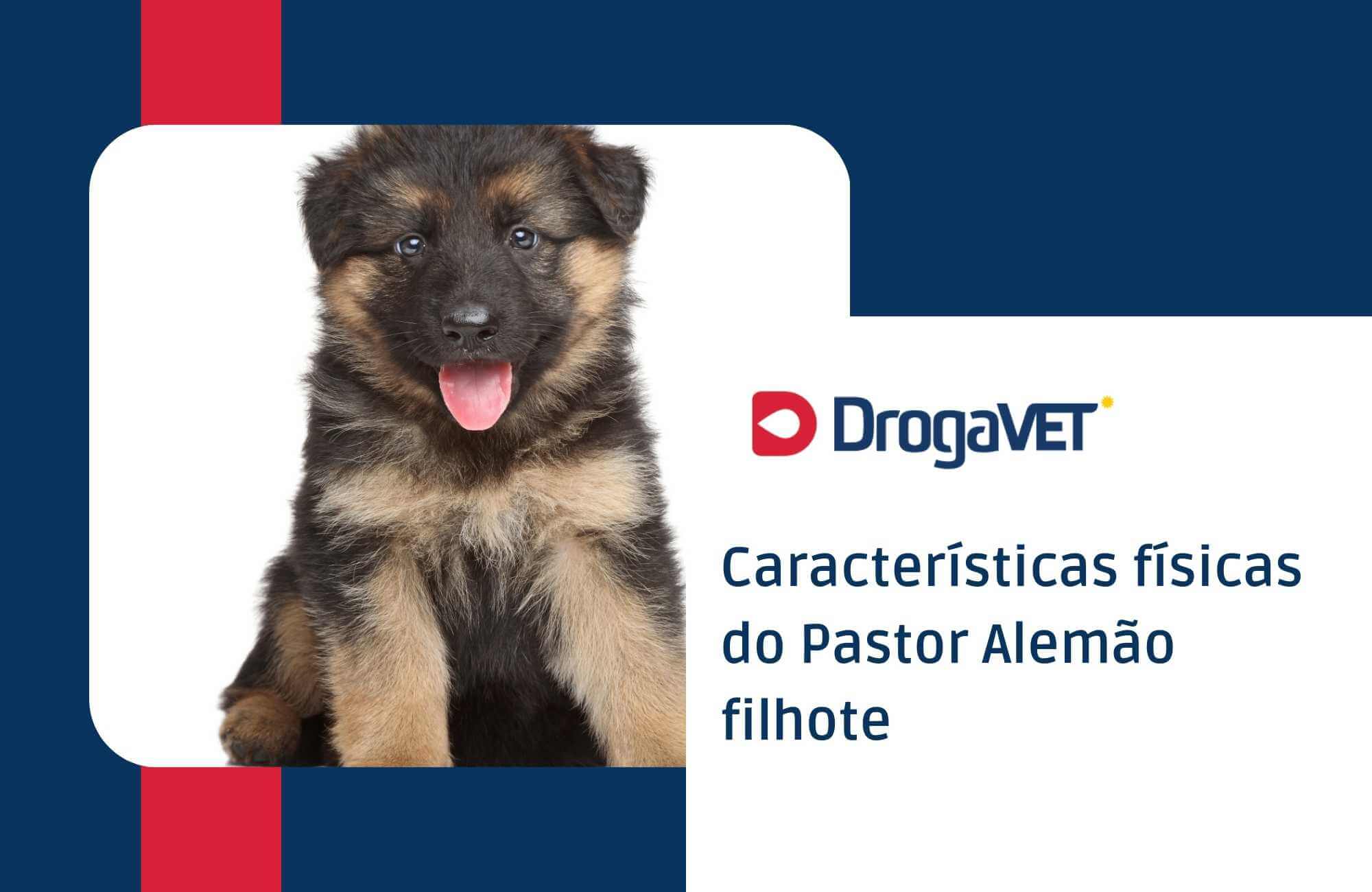 Características físicas do Pastor Alemão filhote Características físicas do Pastor Alemão filhote