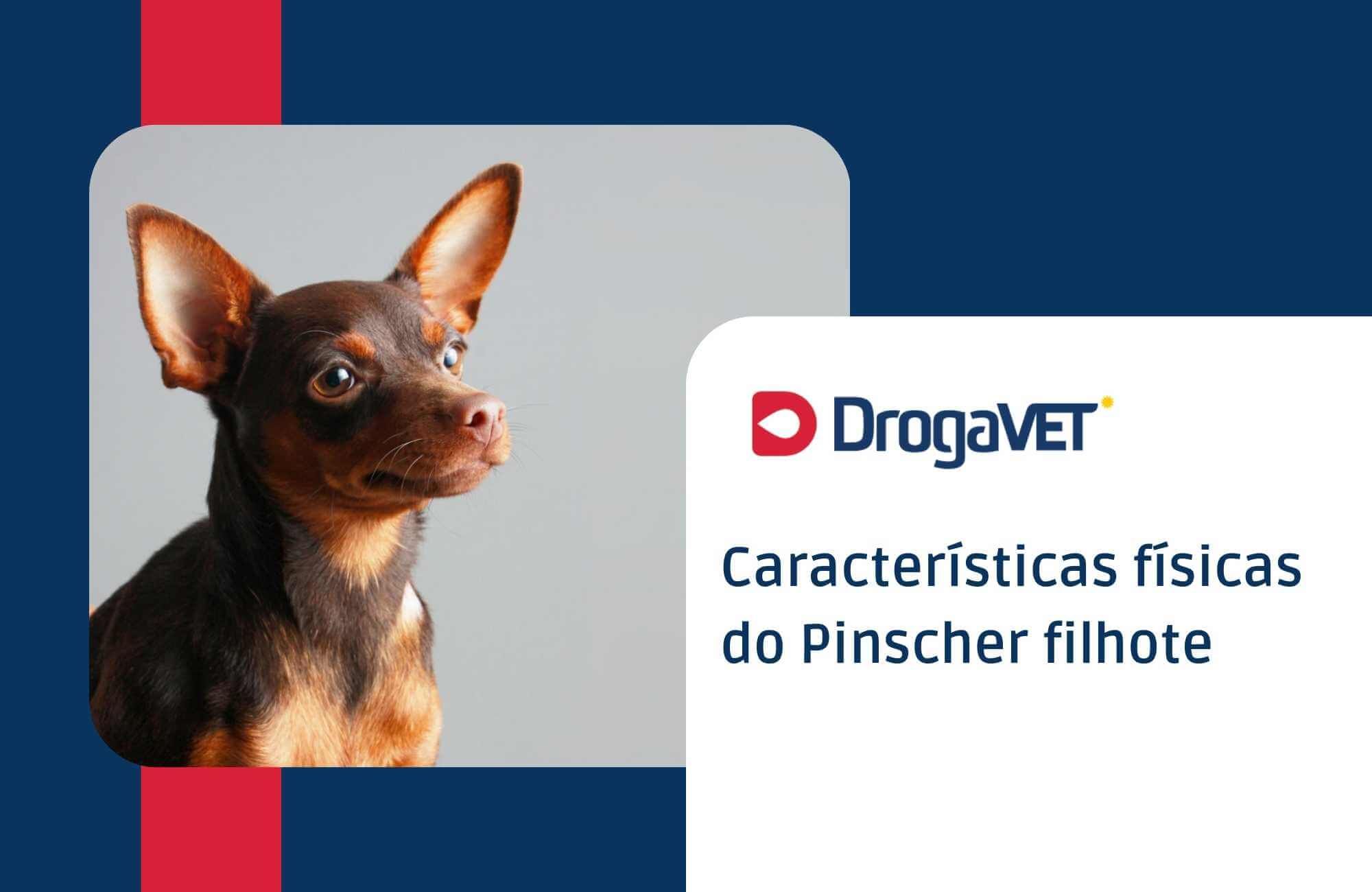 Características físicas do Pinscher filhote Características físicas do Pinscher filhote