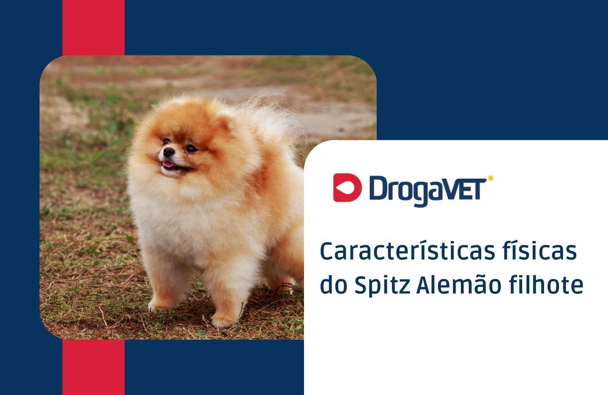Características físicas do Spitz Alemão filhote