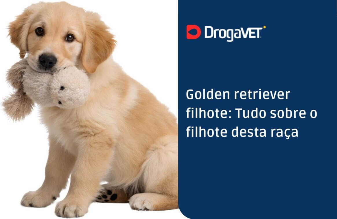 Golden retriever filhote Tudo sobre o filhote desta raça