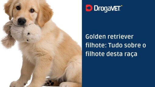 Golden retriever filhote Tudo sobre o filhote desta raça
