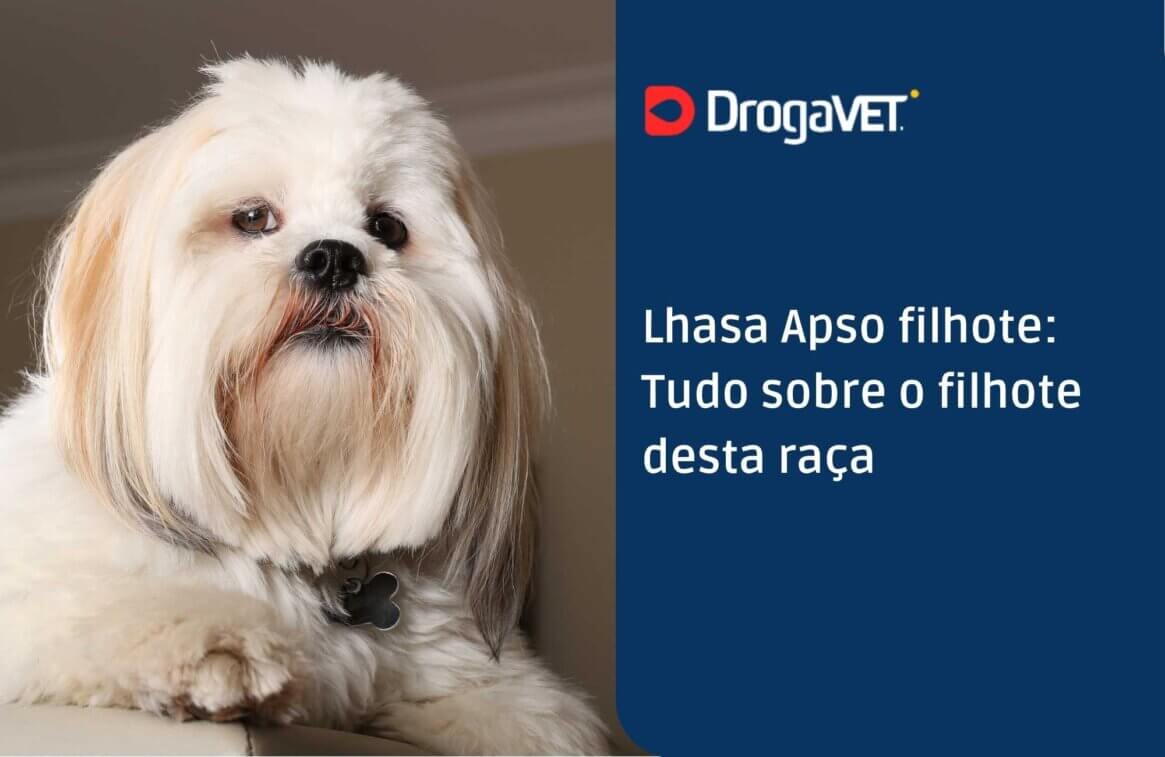 Lhasa Apso filhote Tudo sobre o filhote desta raça