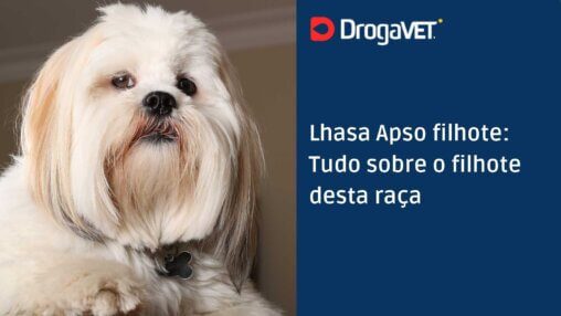 Lhasa Apso filhote Tudo sobre o filhote desta raça