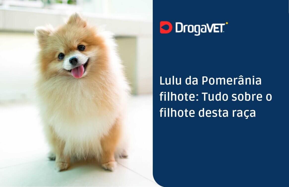 Lulu da Pomerânia filhote Tudo sobre o filhote desta raça