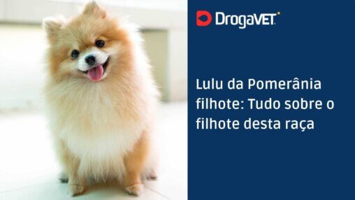 Lulu da Pomerânia filhote Tudo sobre o filhote desta raça