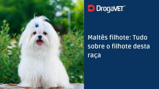Maltes filhote Tudo sobre o filhote desta raça