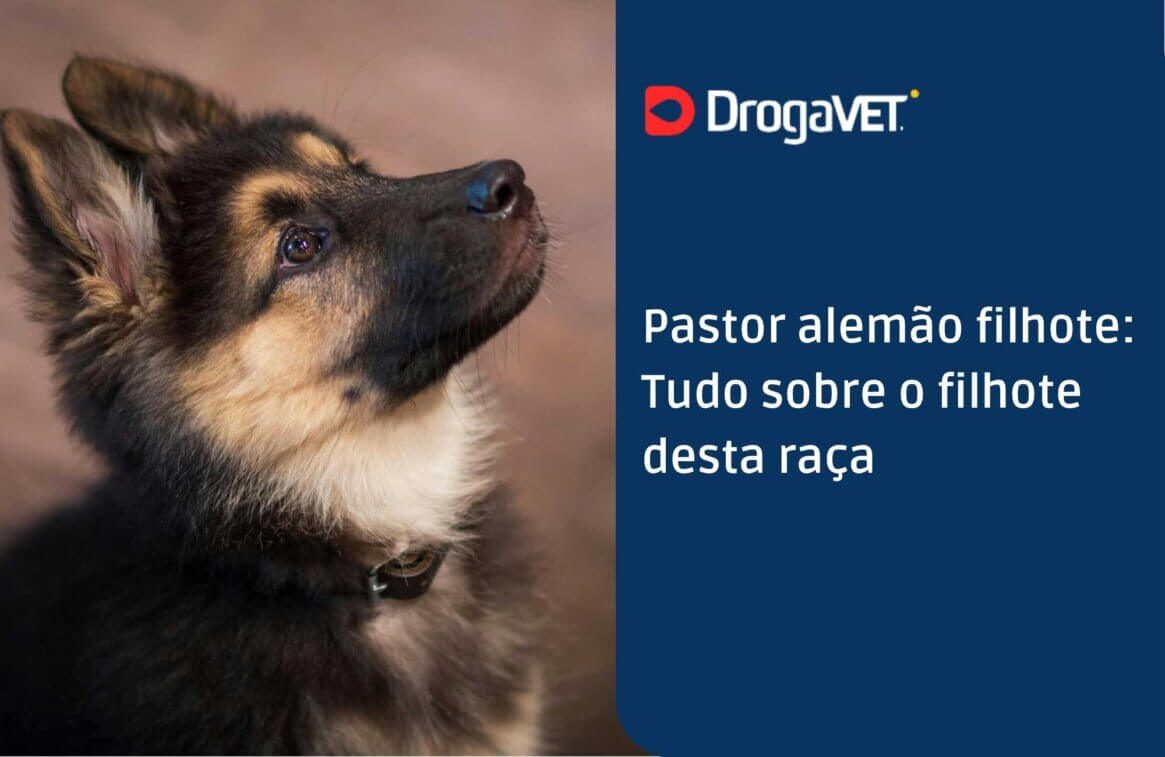 Pastor alemão filhote Tudo sobre o filhote desta raça