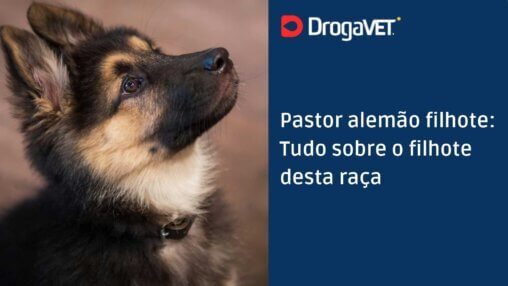 Pastor alemão filhote Tudo sobre o filhote desta raça
