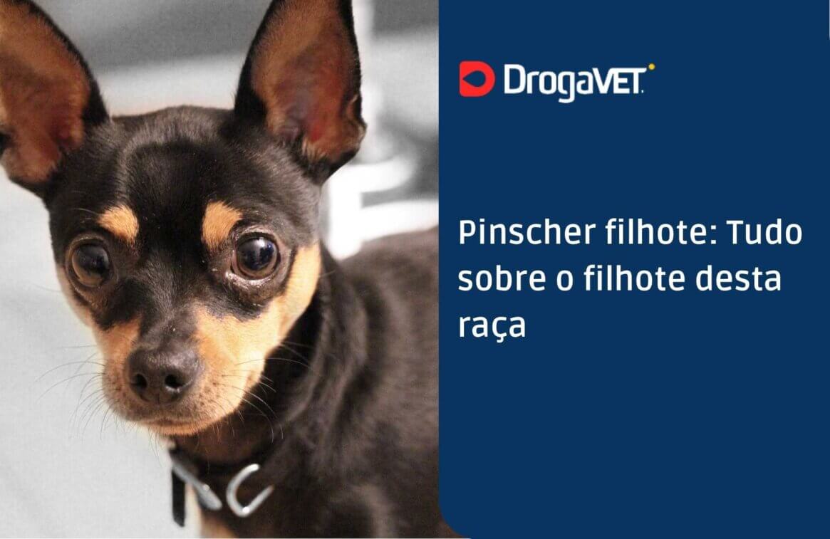 Pinscher filhote Tudo sobre o filhote desta raça