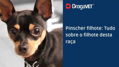 Pinscher filhote Tudo sobre o filhote desta raça