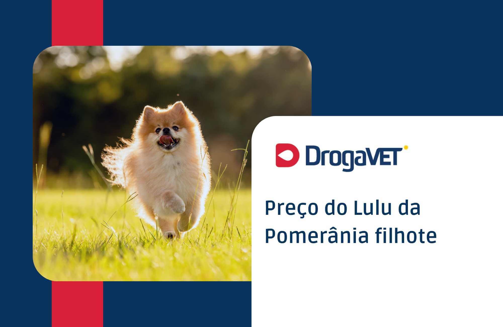 Preço do Lulu da Pomerânia filhote Preço do Lulu da Pomerânia filhote