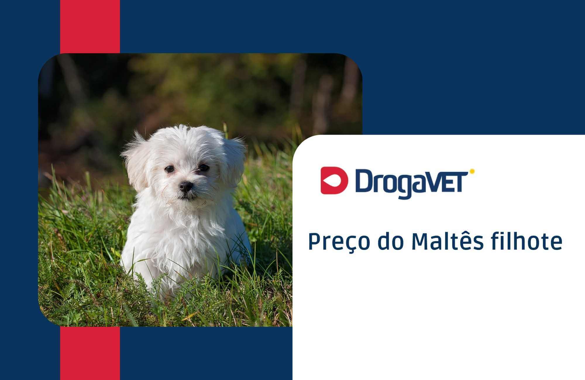 Preço do Maltês filhote Preço do Maltês filhote