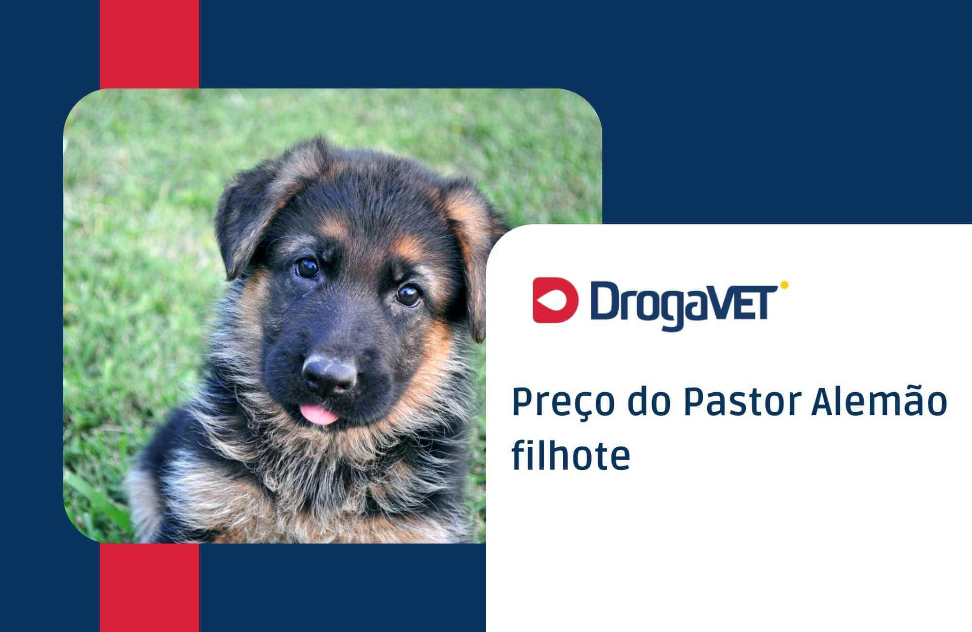 Preço do Pastor Alemão filhote Preço do Pastor Alemão filhote