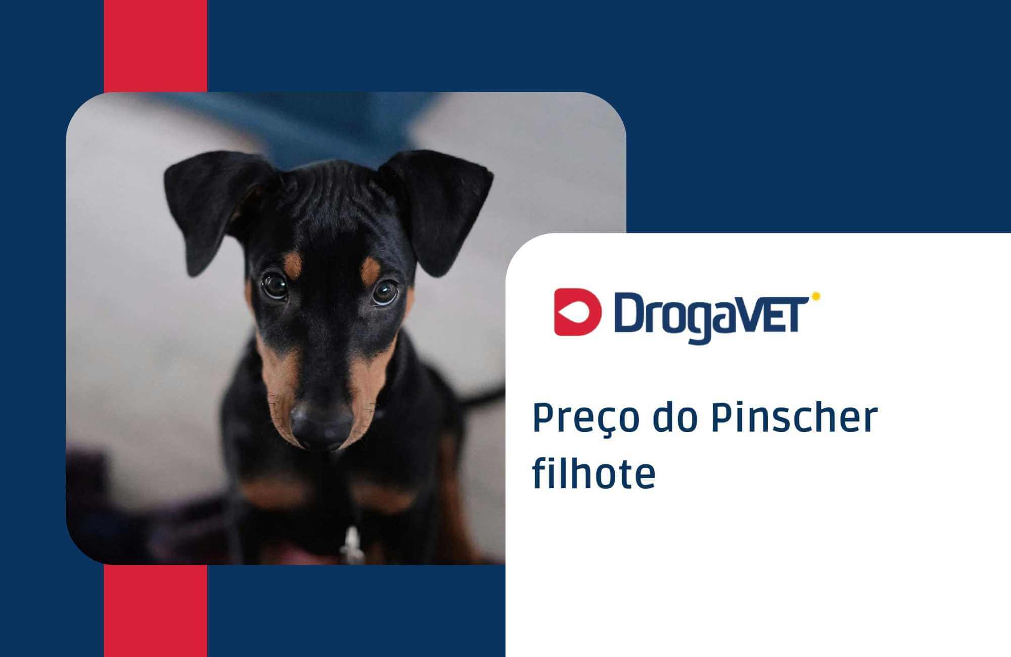 Preço do Pinscher filhote Preço do Pinscher filhote