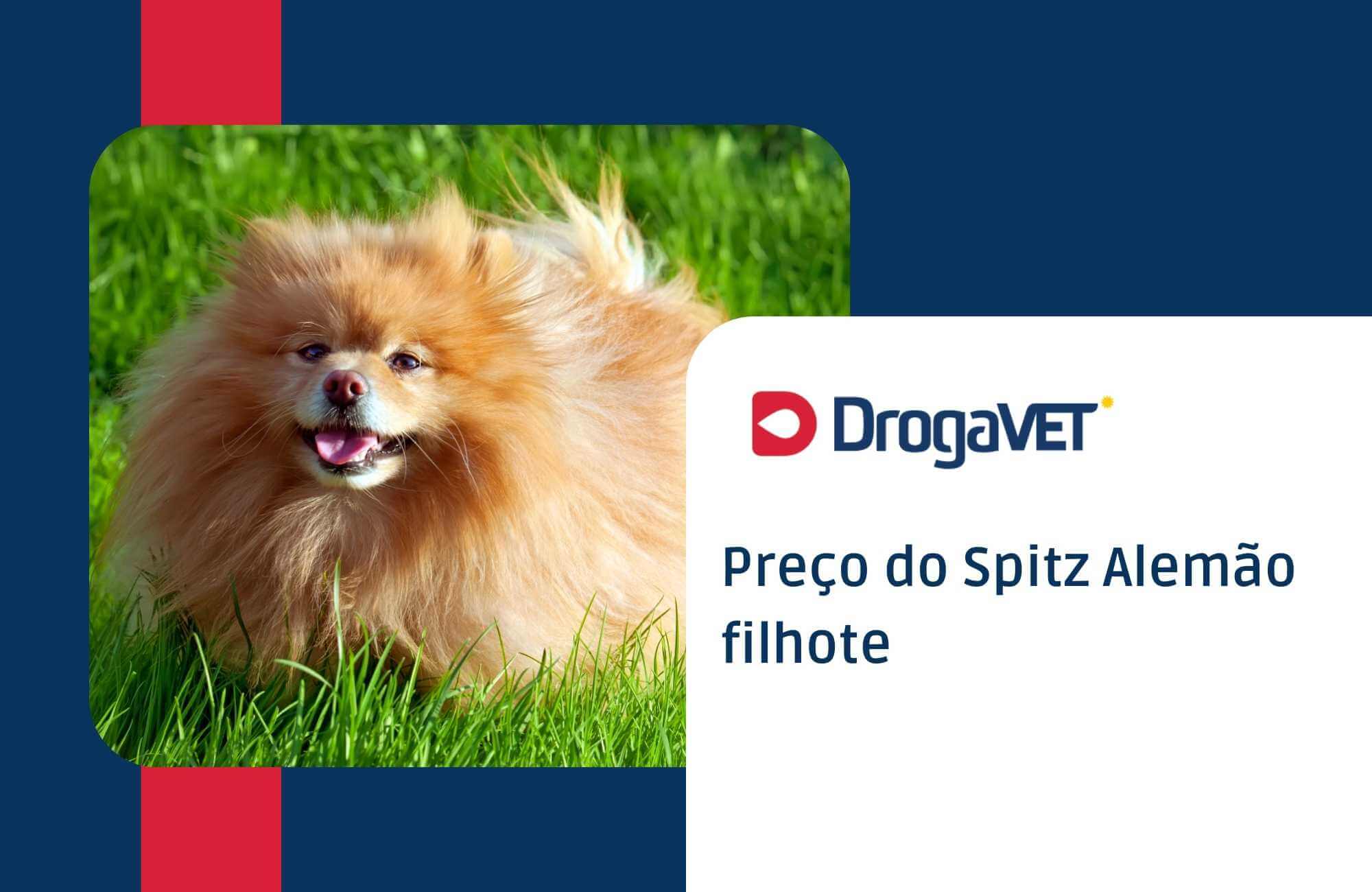 Preço do Spitz Alemão filhote