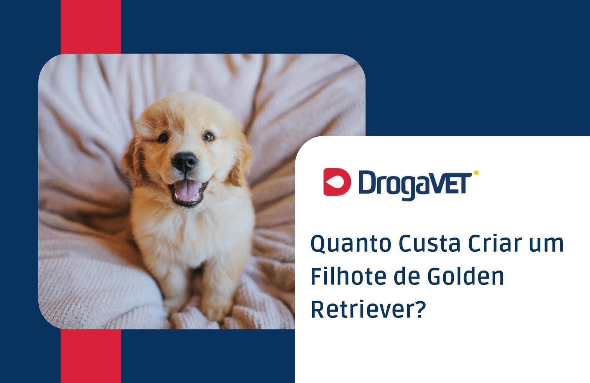 Quanto Custa Criar um Filhote de Golden Retriever Quanto Custa Criar um Filhote de Golden Retriever