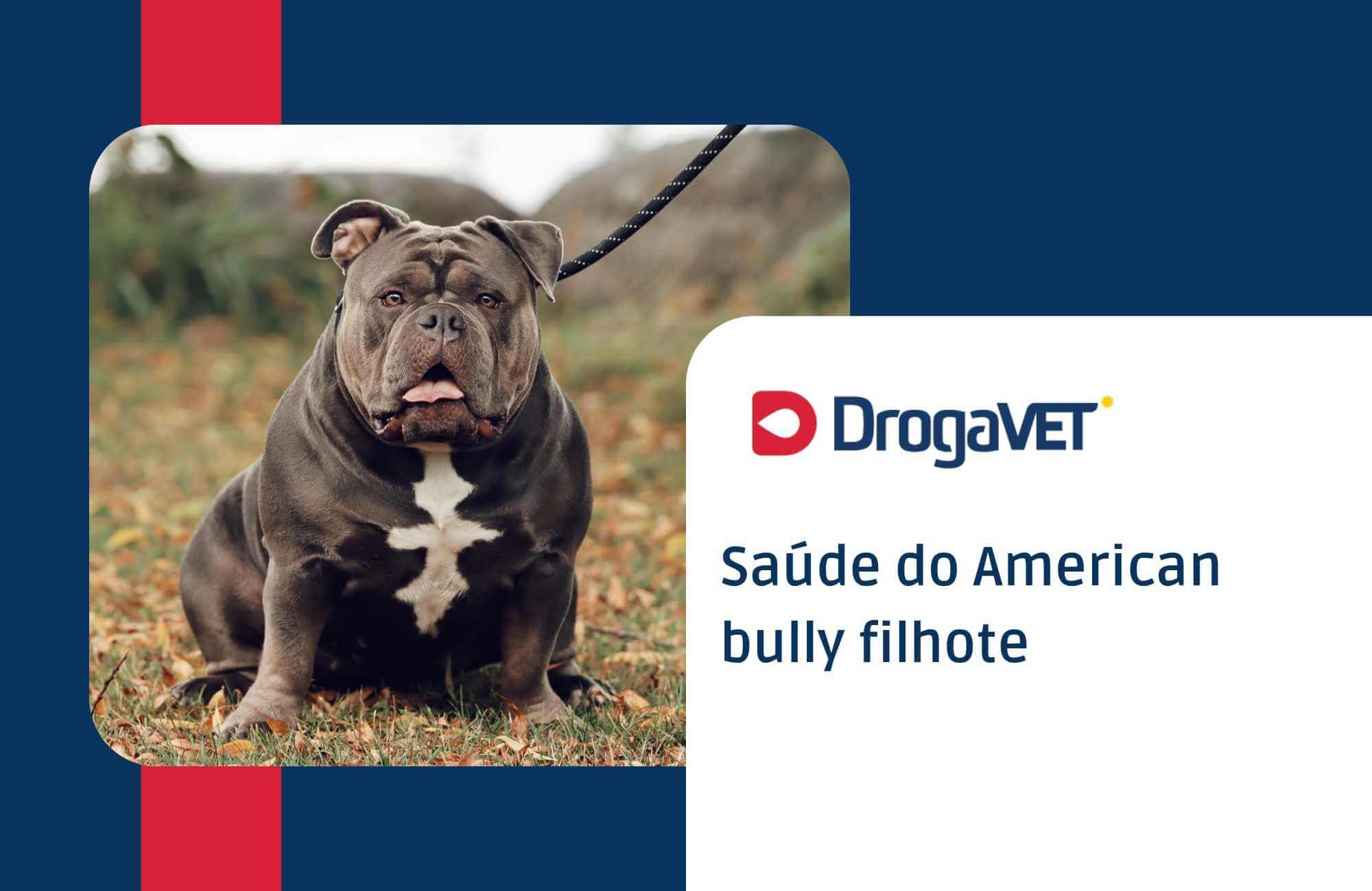 Saúde do American bully filhote Saúde do American bully filhote