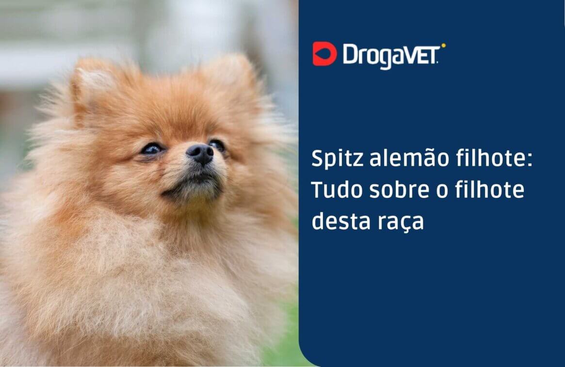 Spitz alemão filhote Tudo sobre o filhote desta raça