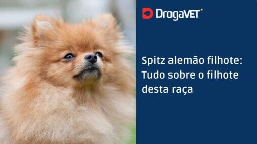 Spitz alemão filhote Tudo sobre o filhote desta raça