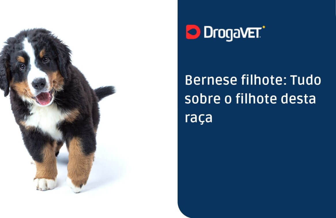 Bernese filhote Tudo sobre o filhote desta raça