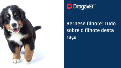 Bernese filhote Tudo sobre o filhote desta raça
