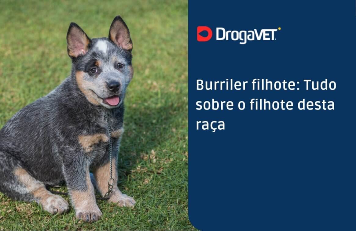 Burriler filhote Tudo sobre o filhote desta raça