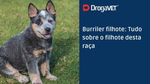 Burriler filhote Tudo sobre o filhote desta raça
