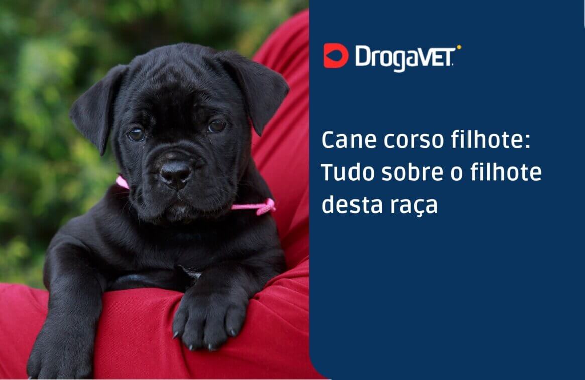 Cane corso filhote Tudo sobre o filhote desta raça