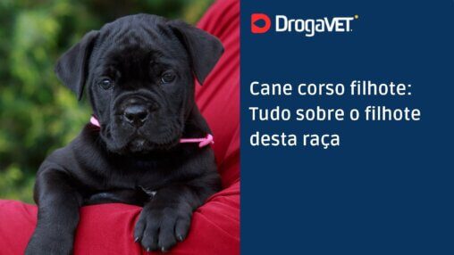 Cane corso filhote Tudo sobre o filhote desta raça