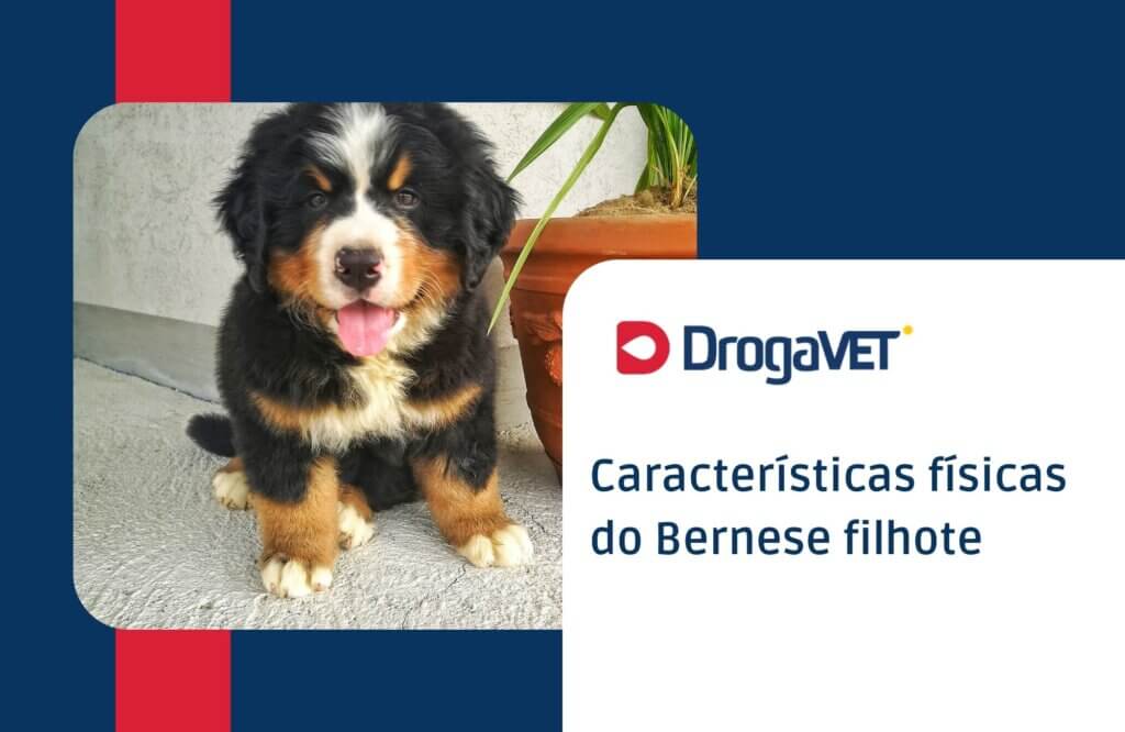 Características físicas do Bernese filhote