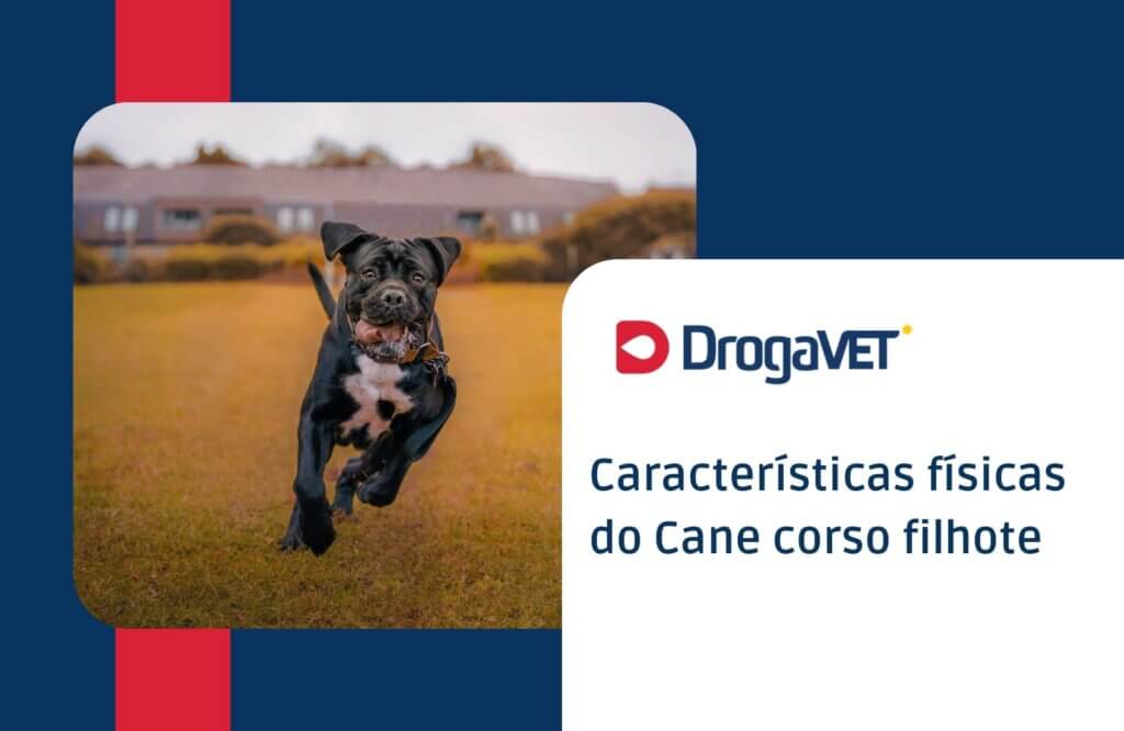Cane corso filhote: Tudo sobre o filhote desta raça Características físicas do Cane corso filhote