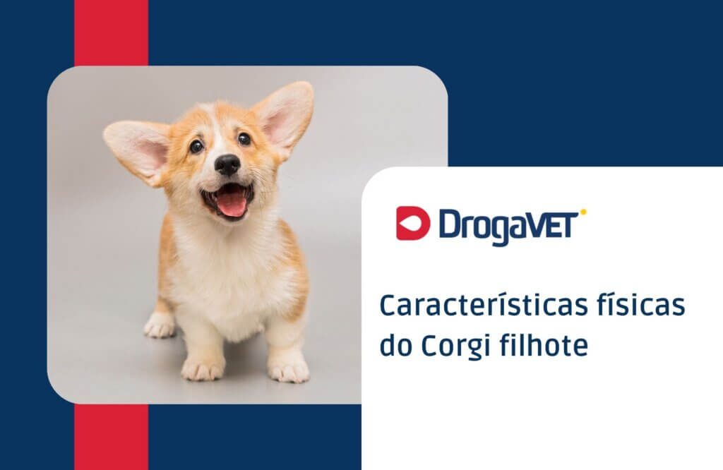 Características físicas do Corgi filhote