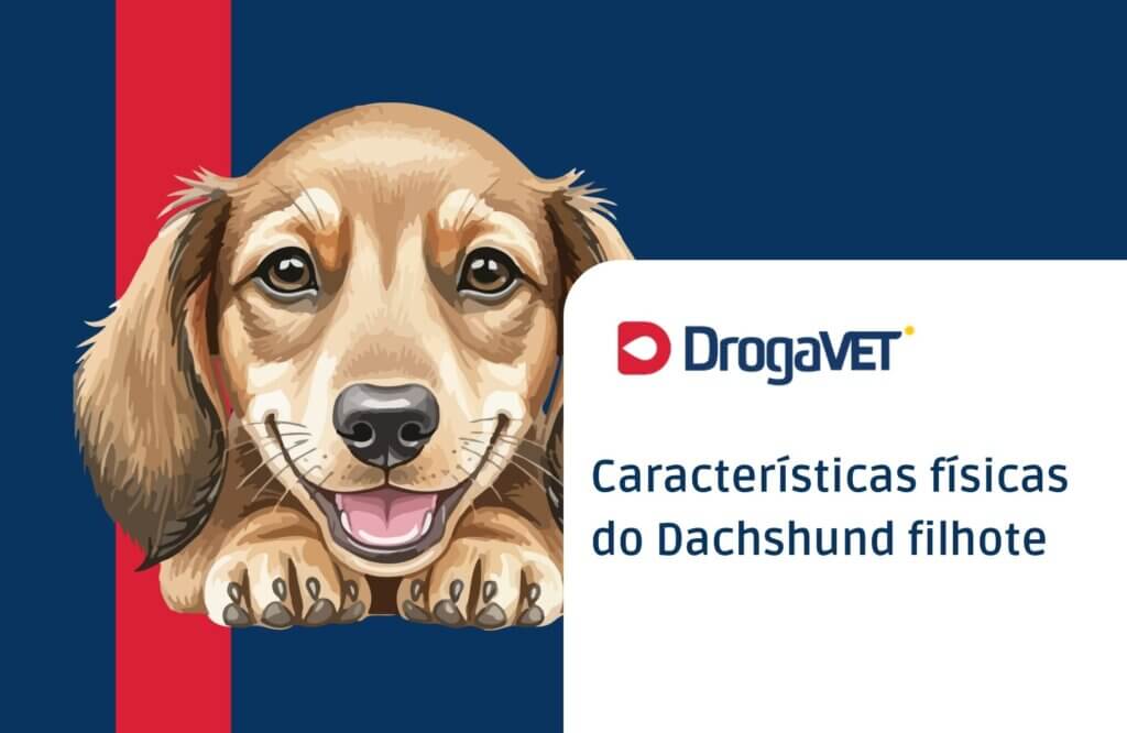 Dachshund filhote: Tudo sobre o filhote desta raça Características físicas do Dachshund filhote