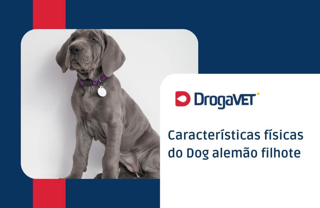 Características físicas do Dog alemão filhote