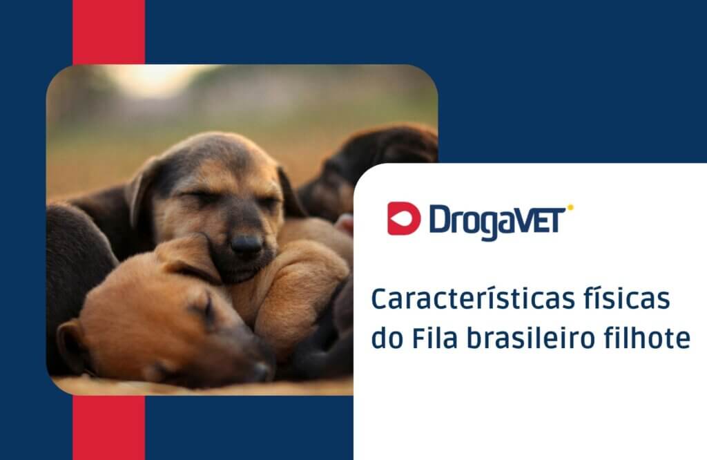 Características físicas do Fila brasileiro filhote