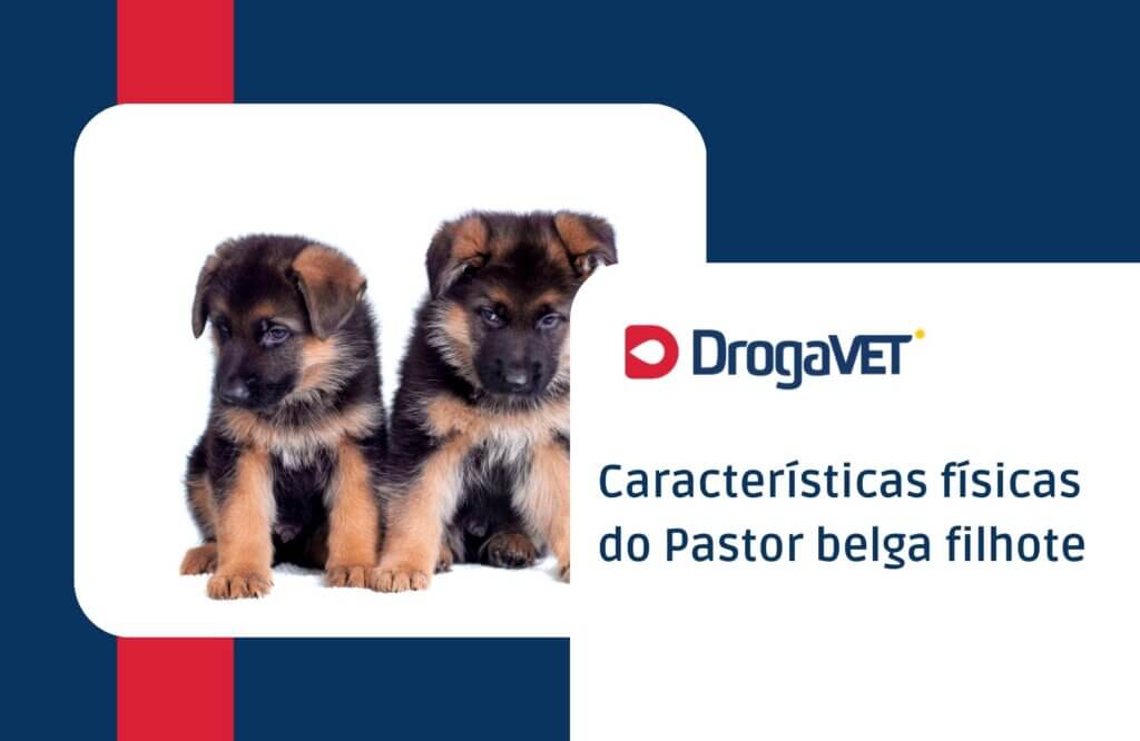 Pastor belga filhote: Tudo sobre o filhote desta raça Características físicas do Pastor belga filhote